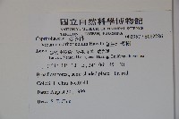 著生珊瑚樹藏品圖，第2張