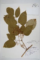 登錄號:S082287藏品圖，第1張