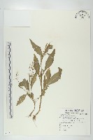 葶藶藏品圖，第1張