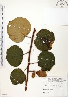 臺灣羊桃藏品圖，第1張