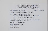 紫花鳳仙花藏品圖，第2張