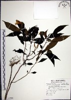 角桐草、台灣半蒴苣苔藏品圖，第1張