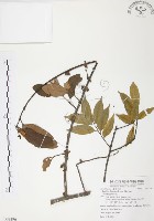 杜鵑桑寄生藏品圖，第1張