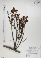 高氏桑寄生藏品圖，第1張