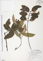 杜鵑桑寄生藏品圖，第1張