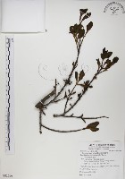 高氏桑寄生藏品圖，第1張