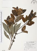 杜鵑桑寄生藏品圖，第1張