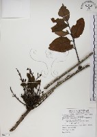 高氏桑寄生藏品圖，第1張