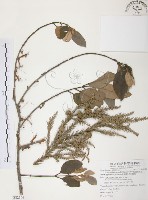 杜鵑桑寄生藏品圖，第1張