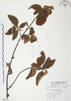 杜鵑桑寄生藏品圖，第1張