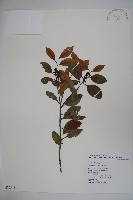 圓葉冬青藏品圖，第1張