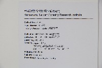 圓葉冬青藏品圖，第2張