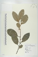 黃心柿藏品圖，第1張