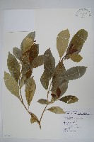 南洋馬蹄花藏品圖，第1張