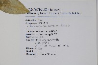 南洋馬蹄花藏品圖，第2張