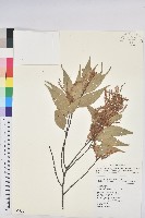 長尾尖葉櫧藏品圖，第1張