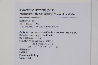 山檨子藏品圖，第2張