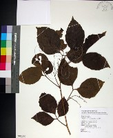 止宮樹藏品圖，第1張