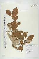 宜梧藏品圖，第1張