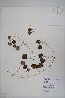 圓葉山梗菜藏品圖，第1張