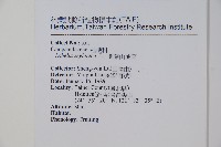 圓葉山梗菜藏品圖，第2張