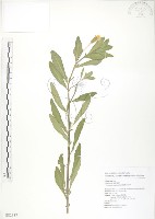 裂葉月見草藏品圖，第1張