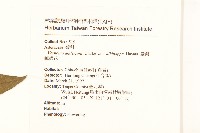 過山龍藏品圖，第2張