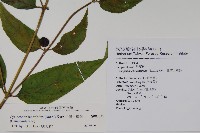 台灣土黨參藏品圖，第2張