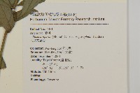 大頭艾納香藏品圖，第2張