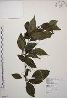 阿里山五味子藏品圖，第1張