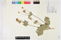 罌粟草玉梅、白頭翁藏品圖，第1張