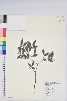 米飯花藏品圖，第1張