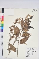 狹葉櫟藏品圖，第1張