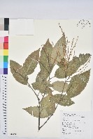 臺灣苦櫧藏品圖，第1張