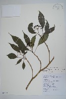 臺灣樹參藏品圖，第1張