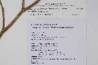 臺灣樹參藏品圖，第2張