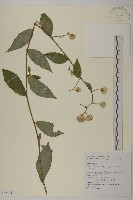 大頭艾納香藏品圖，第1張