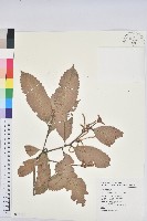 印度苦櫧藏品圖，第1張