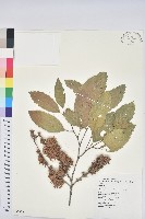 臺灣苦櫧藏品圖，第1張