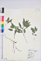 山靛藏品圖，第1張