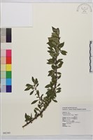 小葉鼠李藏品圖，第1張