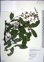 疏花魚藤藏品圖，第1張