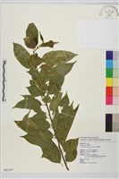 桶鉤藤藏品圖，第1張