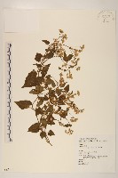 蔓澤蘭藏品圖，第1張