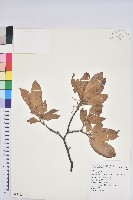 毽子櫟藏品圖，第1張