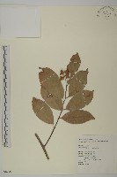 南華南蛇藤，青江藤藏品圖，第1張
