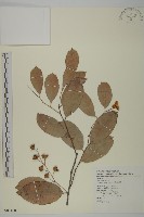 南華南蛇藤，青江藤藏品圖，第1張