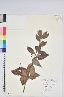 珍珠花、長尾葉越橘藏品圖，第1張