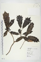 桃葉珊瑚藏品圖，第1張