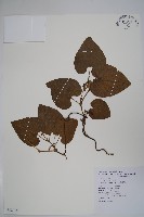 大葉馬兜鈴藏品圖，第1張